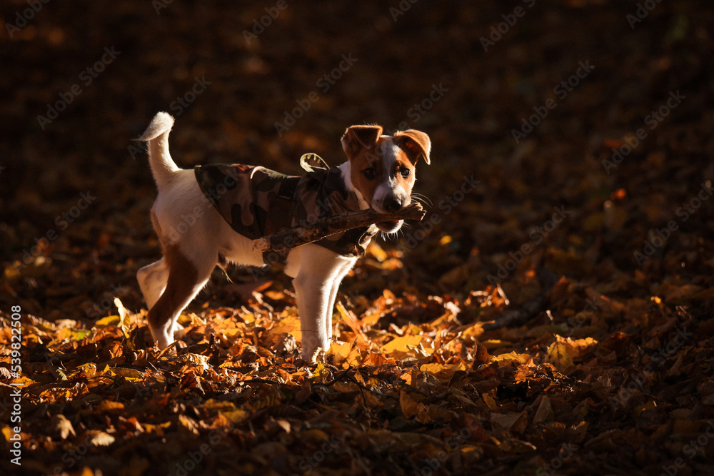 Jack Russel Terrier