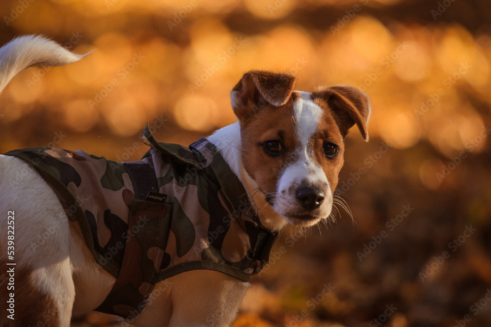 Jack Russel Terrier