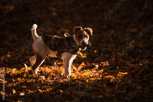 Obraz na płótnie Jack Russel Terrier w salonie