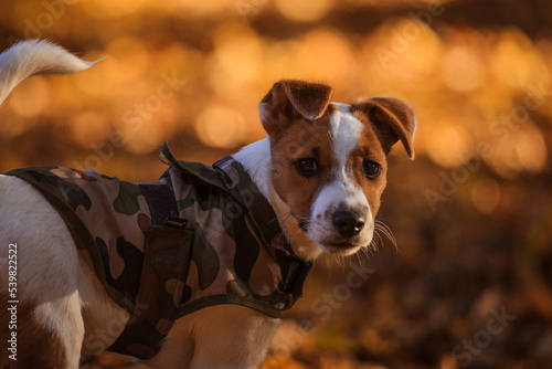 Obraz na płótnie Jack Russel Terrier w salonie