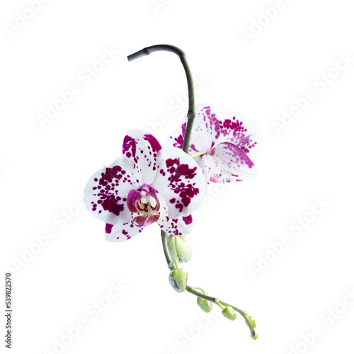 Mixed pink or magenta spot on white petal orchid bouquet, blooming orchids flower on branch with green bud isolated on white background, clipping path