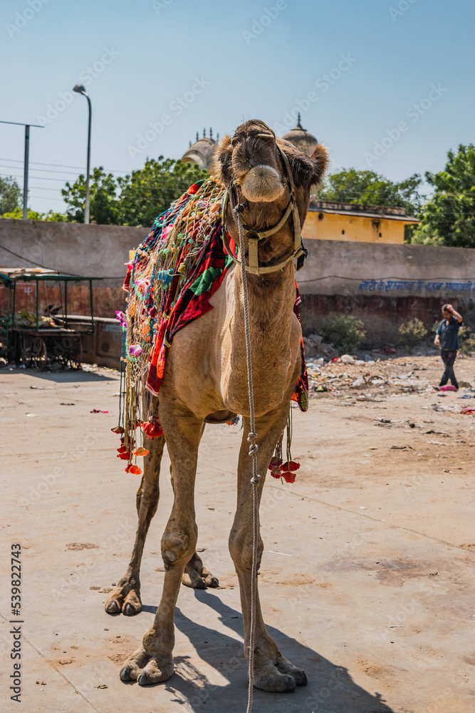 Naklejka premium Camel with ornaments ready to go on a touristic excursion.