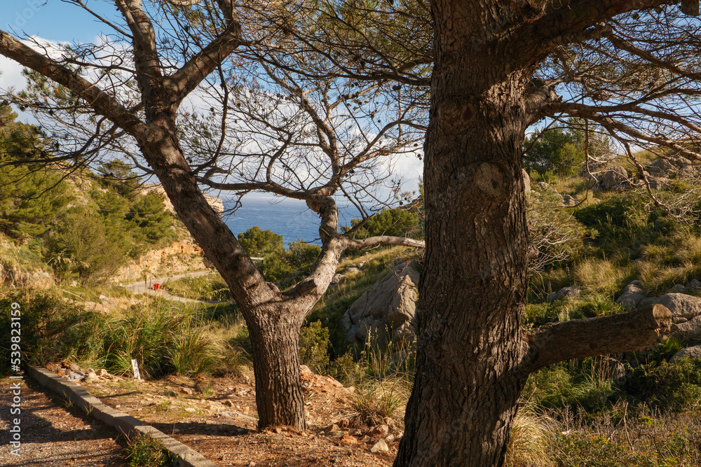 Wanderung im Nordosten von Mallorca von Port de Pollença nach Cala Sant Vicenç mit schönem Blick auf das Mittelmeer. Wanderung im Nordosten von Mallorca von Port de Pollença nach Cala Sant Vicenç mit schönem Blick auf das Mittelmeer.