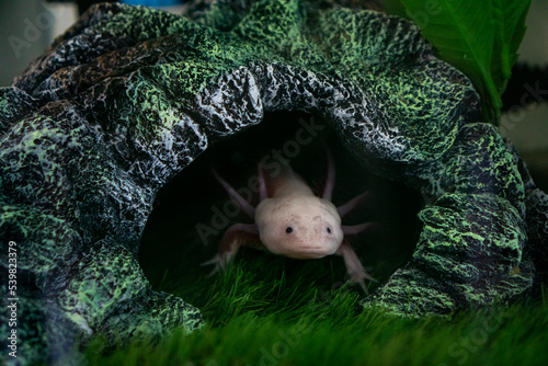 Axolotl Ambystoma mexicanum walking on a grass in aquarium. Amphibian or salamander in a fish tank photo