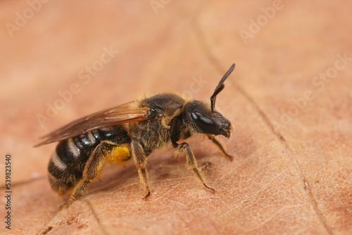 Detailed closeup shot of a female White-zoned furrow bee, Lasioglossum leucozonium