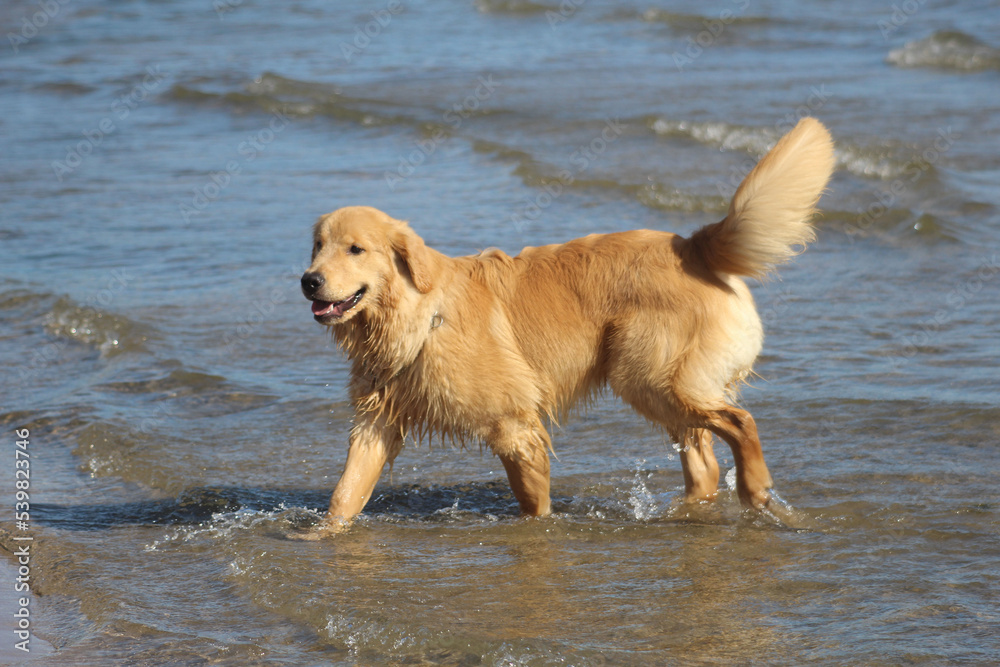 Golden Retriever male frolicking in the waves of the lake. Lake Ontario in early summer