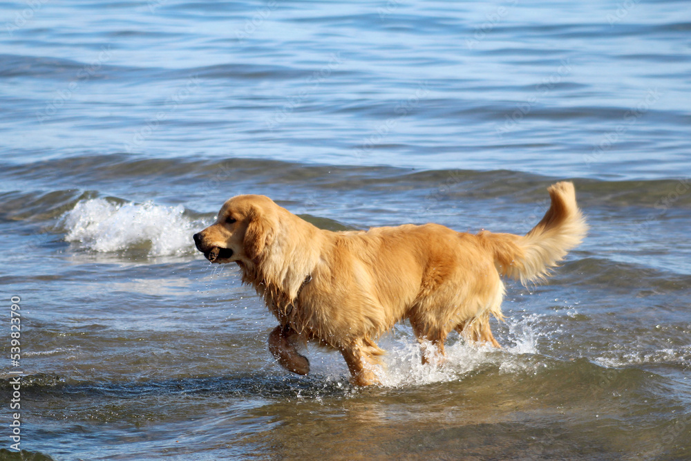 Golden Retriever frolicking in lake