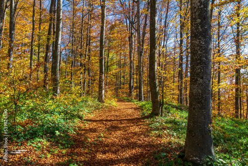 autumn in the woods