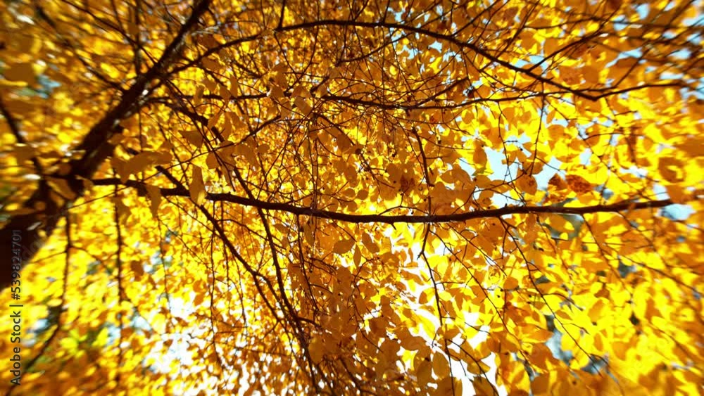 Super slow motion of falling autumn beech leaves. Ultimate perspective, leaves falling towards camera. Filmed on high speed cinema camera, 1000 fps. Super slow motion of falling autumn beech leaves. Ultimate perspective, leaves falling towards camera. Filmed on high speed cinema camera, 1000 fps.