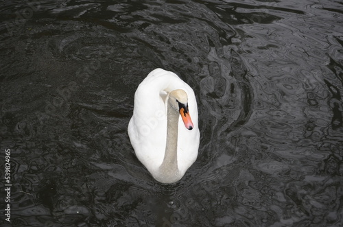 Fototapeta Naklejka Na Ścianę i Meble -  Un gran cisne blanco en el agua 