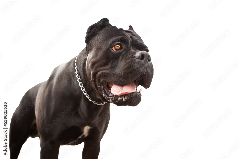 Portrait of a dog, purebred purebred canne corso black, with a devoted look, isolate on white.