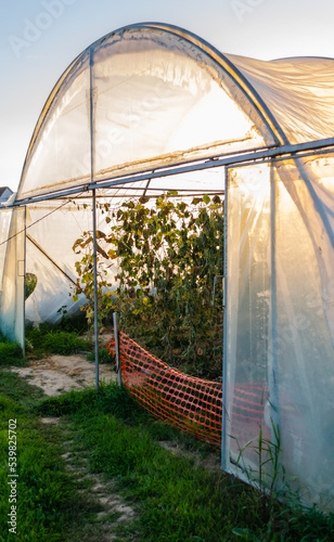 Konstfotografi Greenhouse with cultivated fresh vegetables
