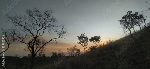 BIOMA CERRADO CAXIAS MARANHÃO photo