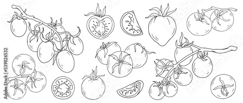 Collection of line sketches of tomato fruits and pieces of summer vegetable.Vector graphics.