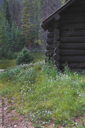 Corner of a log cabin building with evergreen trees, crushed stone walkway, and wildflowers