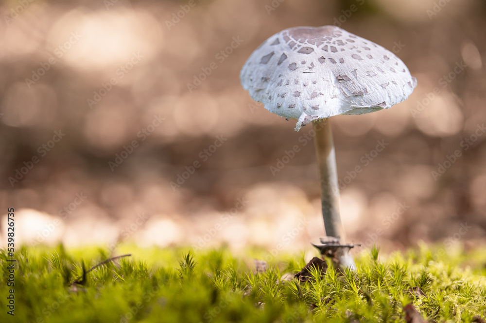 freistehender Pilz im Wald freistehender Pilz im Wald