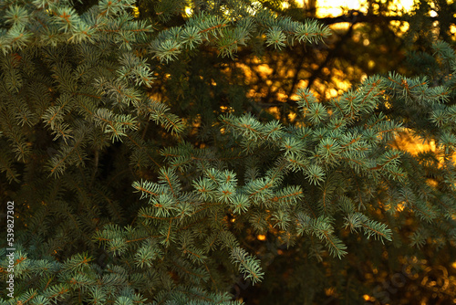 Photo of fir branches against the background of golden light