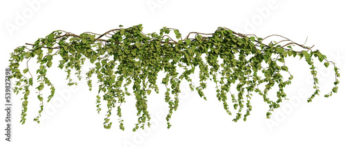 ivy plants isolated on white background, 3d rendered photo