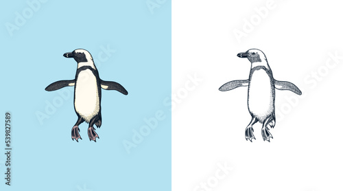 African penguin Magellanic Humboldt Galapagos chick. Cute small animal. Vector graphics black and white drawing. Hand drawn sketch. Aquatic flightless bird. 
