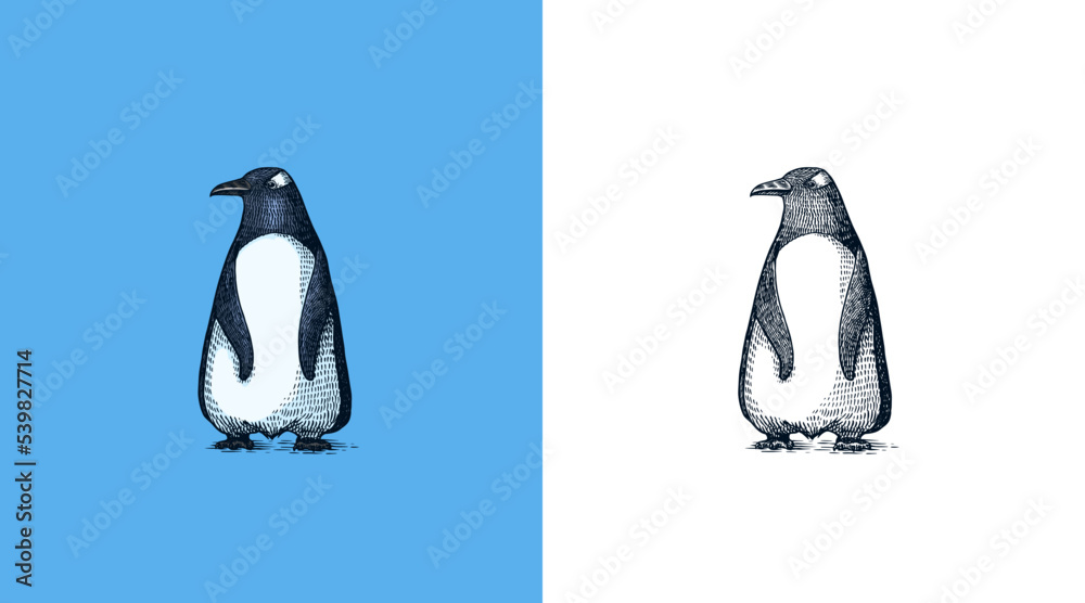 Obraz premium Gentoo penguin. Vector graphics black and white drawing. Hand drawn sketch. Aquatic flightless bird. Cute animal.