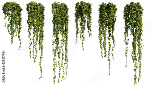 Foto ivy plants isolated on white background, 3d rendered