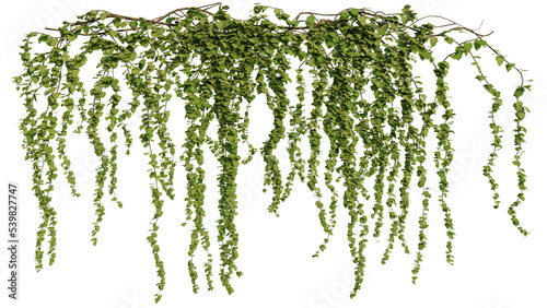 Vászonkép ivy plants isolated on white background, 3d rendered