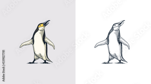 Chinstrap penguin. Adelie Gentoo bird. Vector graphics black and white drawing. Hand drawn sketch. Cute animal.