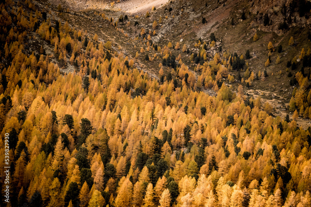 Herbst Wald Berge