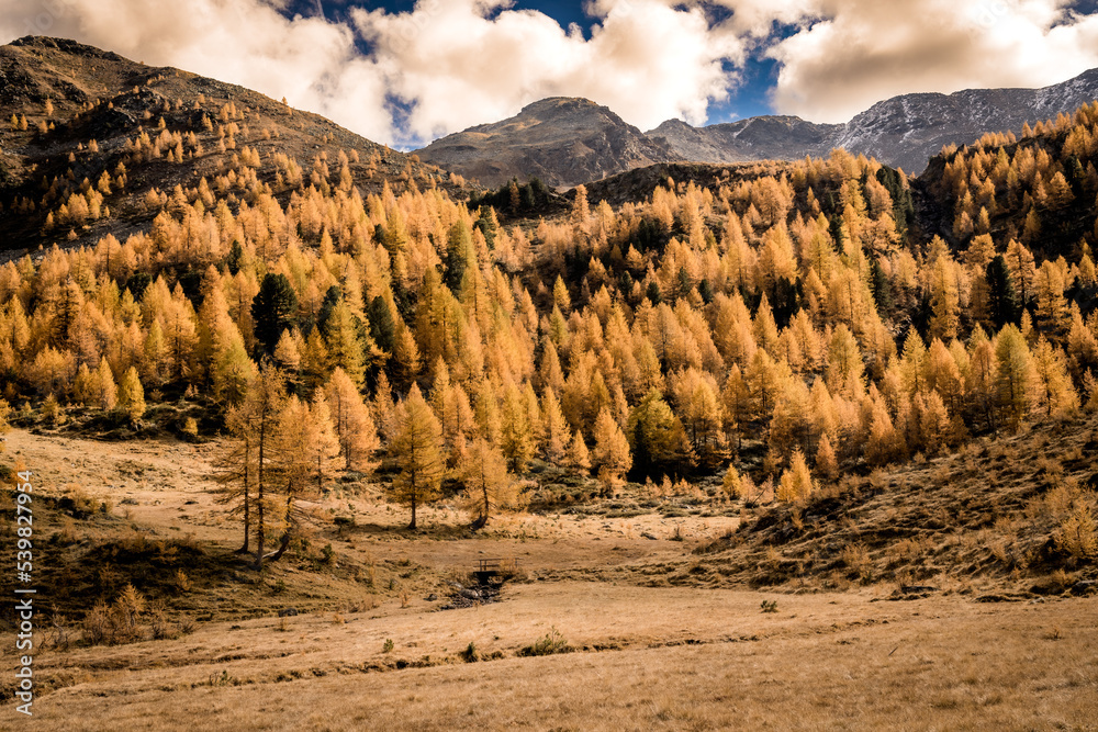 Herbst mit Bunden Lärchen