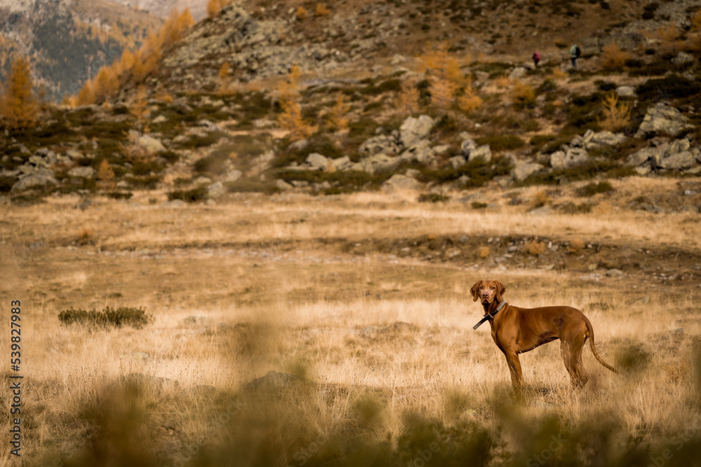 Hund in den Bergen