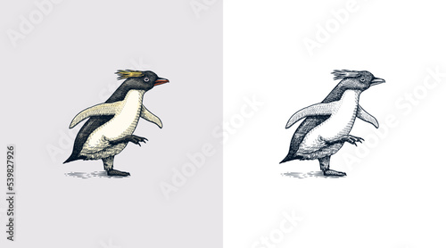 Erect-crested penguin or Macaroni. Cute small animal. Vector graphics black and white drawing. Hand drawn sketch. Aquatic flightless bird. 