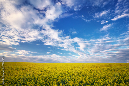 Yellow field of flowering rape and blue sky with clouds. Natural landscape background