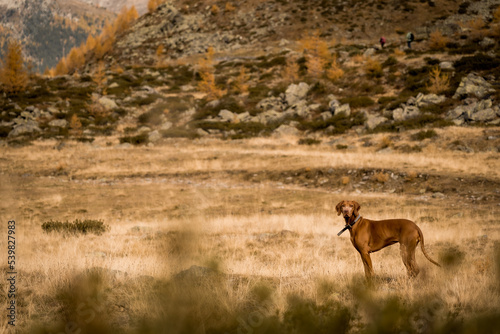 Fototapeta Naklejka Na Ścianę i Meble -  Hund in den Bergen