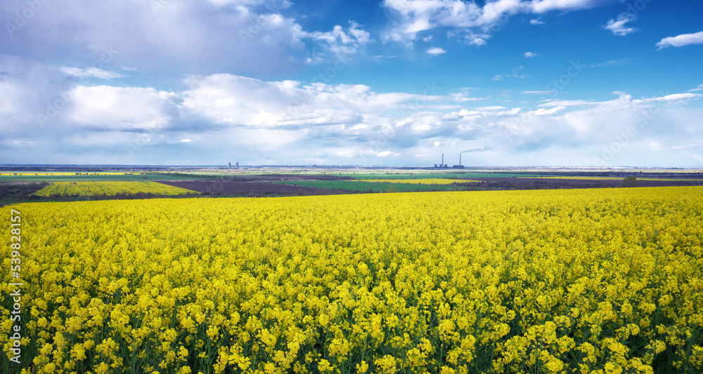 Yellow field of flowering rape and blue sky with clouds. Natural landscape background