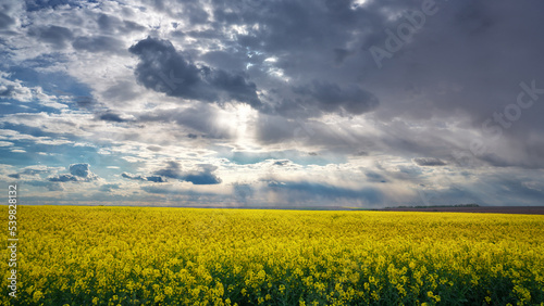 Yellow field of flowering rape and blue sky with clouds. Natural landscape background
