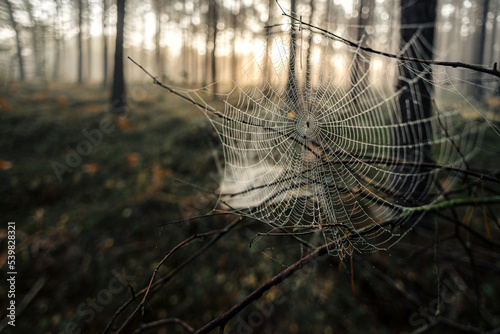 poranek pajęczyna w lesie jesień