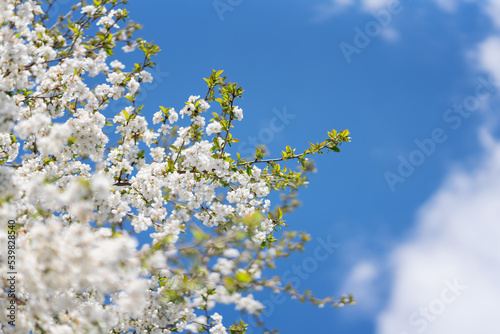 apricot tree branch at flowering time