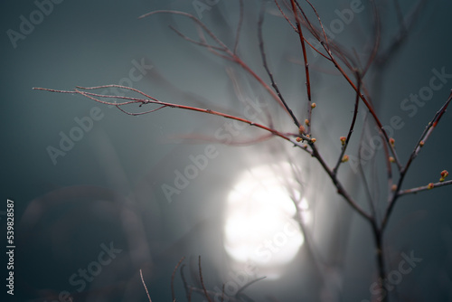 dry branches and sun. abstraction