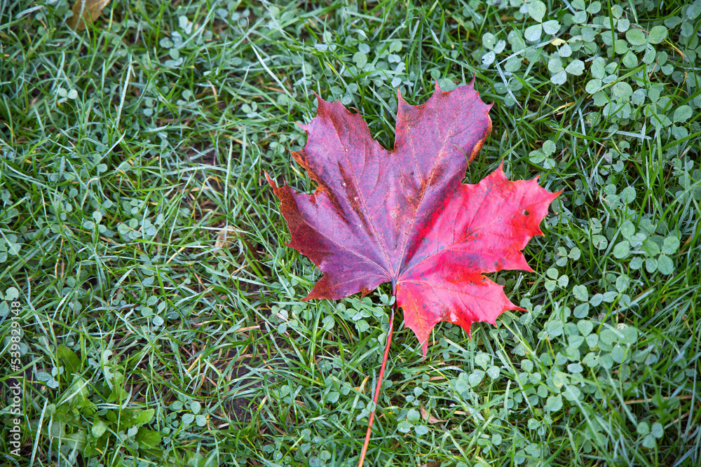 Autumn landscape. Red autumn leaf on green grass.
