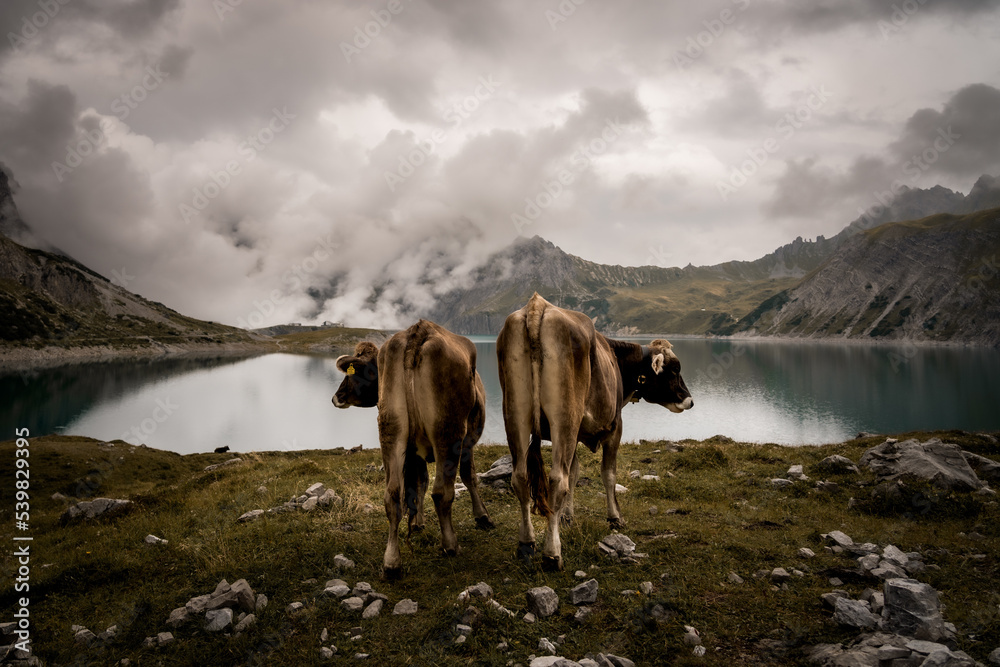Zwei Kühe in den Alpen