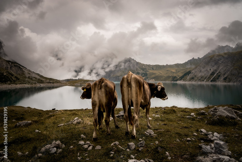 Obraz na płótnie Zwei Kühe in den Alpen w salonie