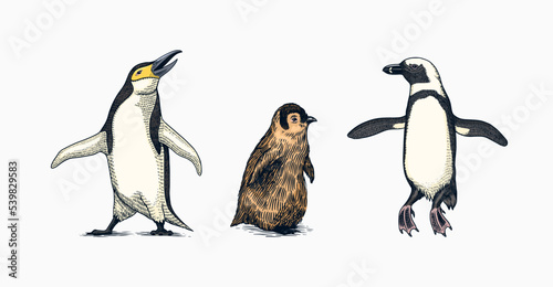 Emperor penguin and cute baby. Adult with juveniles. Small family set. Vector graphics black and white drawing. Hand drawn sketch. Group of aquatic flightless birds. African and Gentoo and King chick
