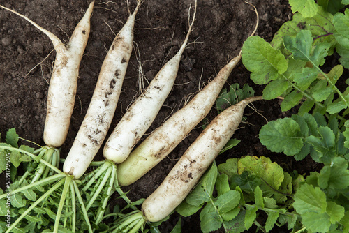 Bunch of organic dirty daikon white radish harvest with green tops in garden on soil ground close up, top view