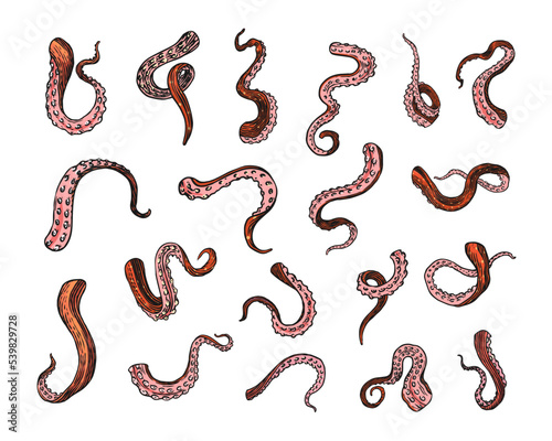 Octopus tentacles. Engraved hand drawn in old sketch, vintage creature for seafood menu or emblems.
