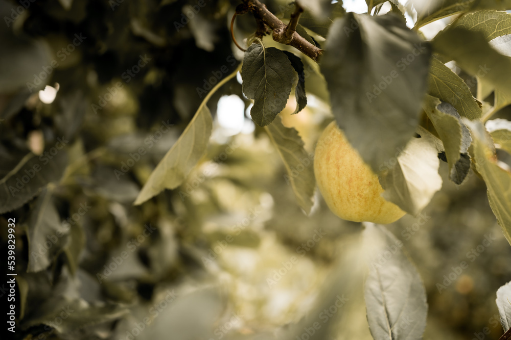 Apfelbaum