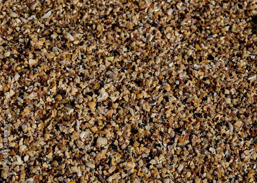 The texture of the fragments of the shells of various shells and sand on the seashore in the rays of the sun The texture of the fragments of the shells of various shells and sand on the seashore in the rays of the sun