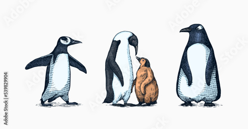 Emperor penguin and cute baby. Adult with juveniles. Small family set. Vector graphics black and white drawing. Hand drawn sketch. Group of aquatic flightless birds. African and Gentoo and King chick