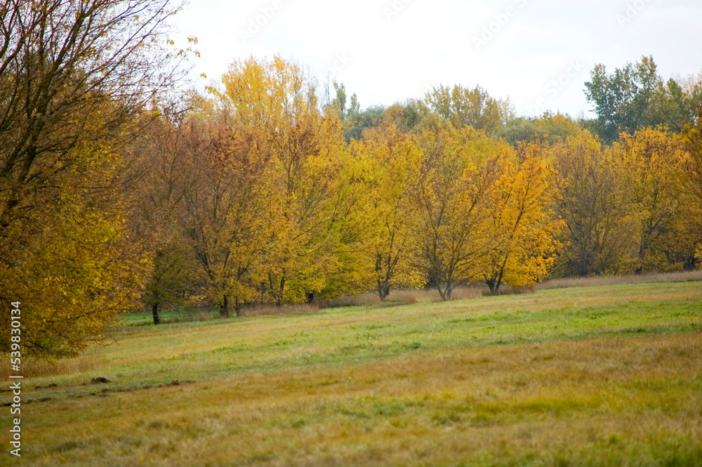 Autumn colored leaves glowing in sunlight. Autumn colored leaves glowing in sunlight.