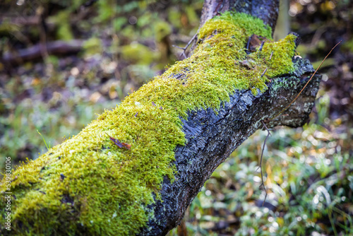 Green moss on a fallen tree in the autumn forest. photo