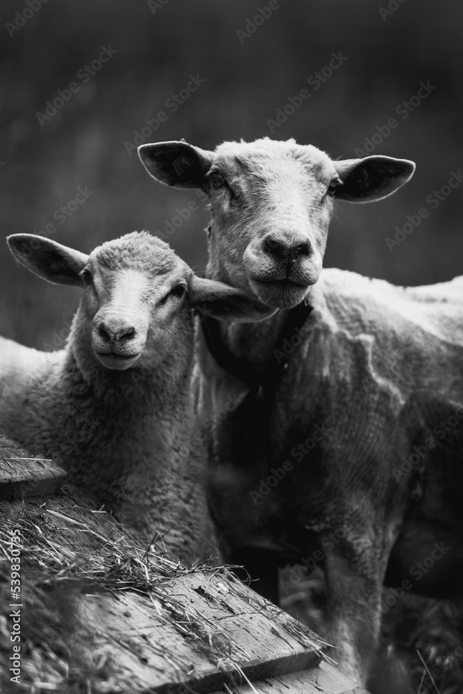 Schaf und Lamm